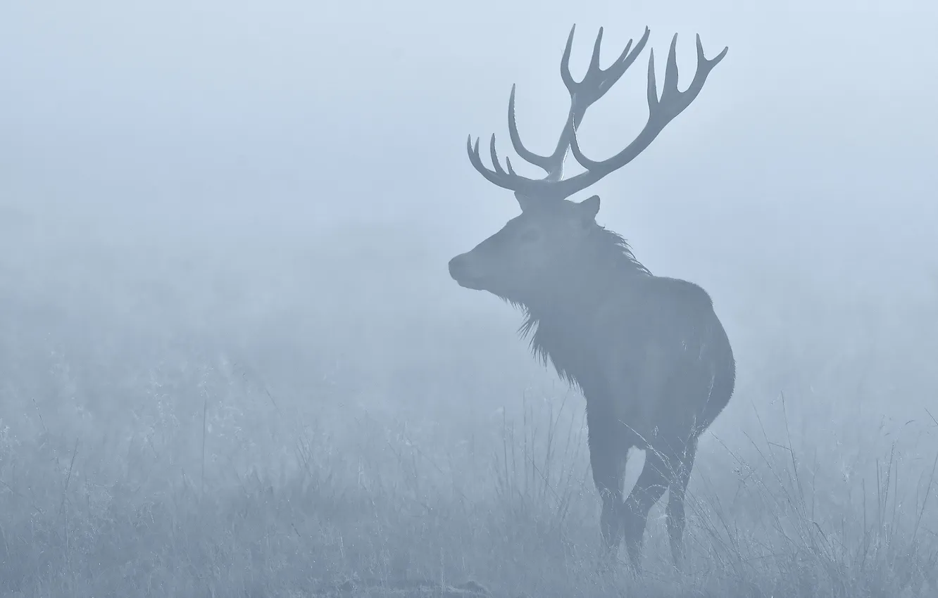 Photo wallpaper fog, deer, morning
