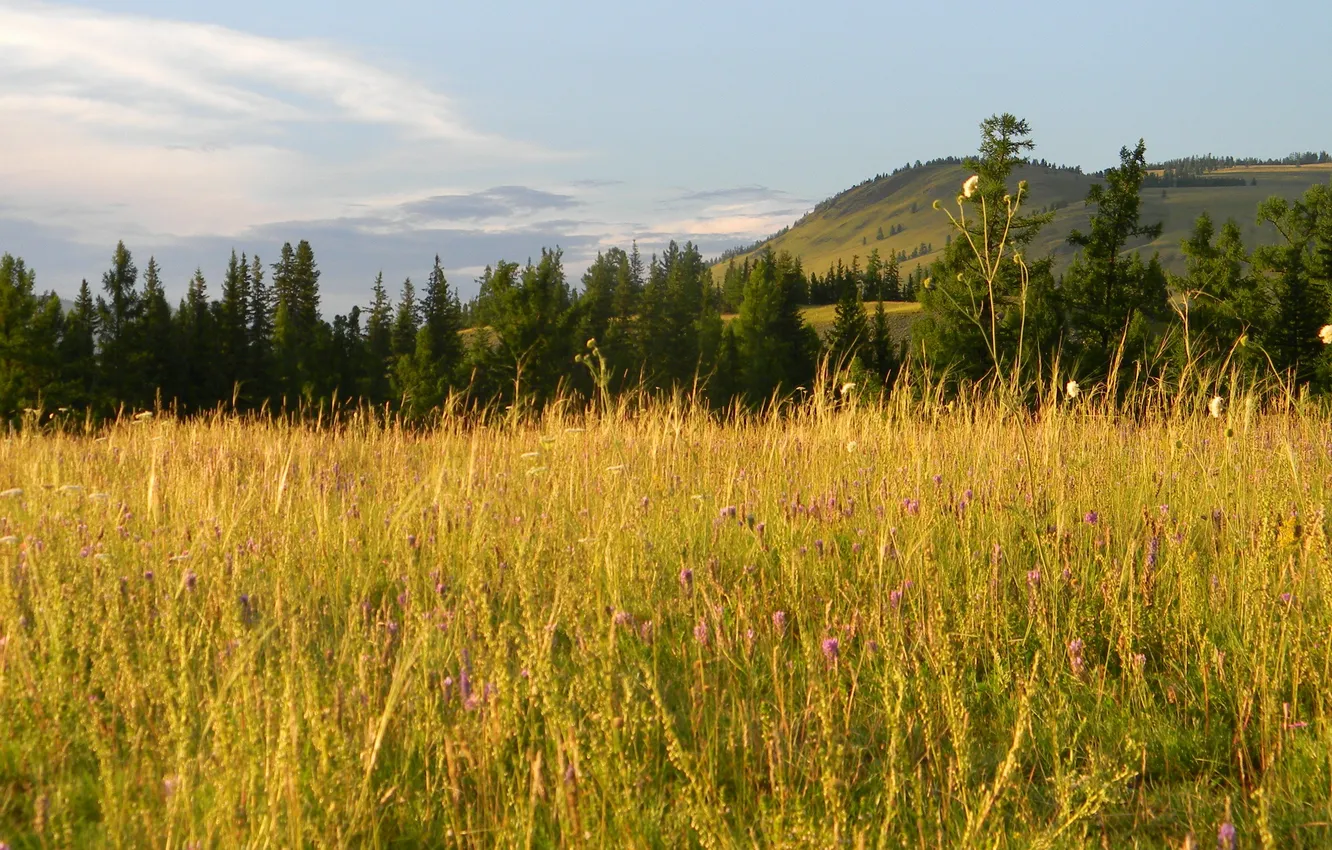 Photo wallpaper field, grass, mountain