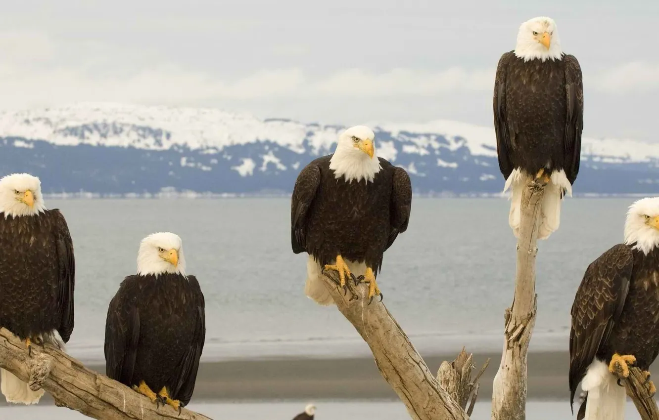 Photo wallpaper bird, eagle, bald eagle