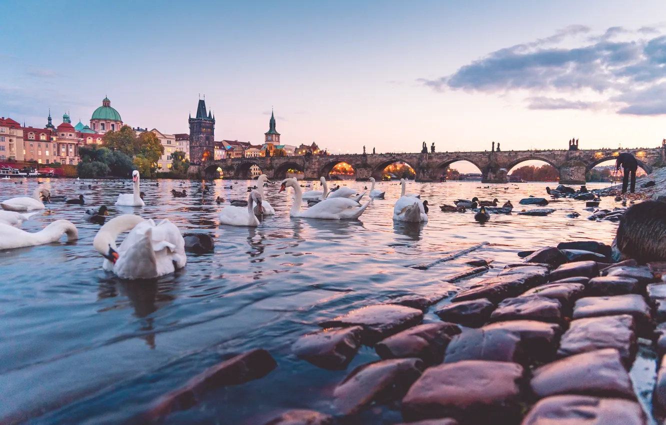 Photo wallpaper bridge, Prague, swans, Prague, Charles Bridge