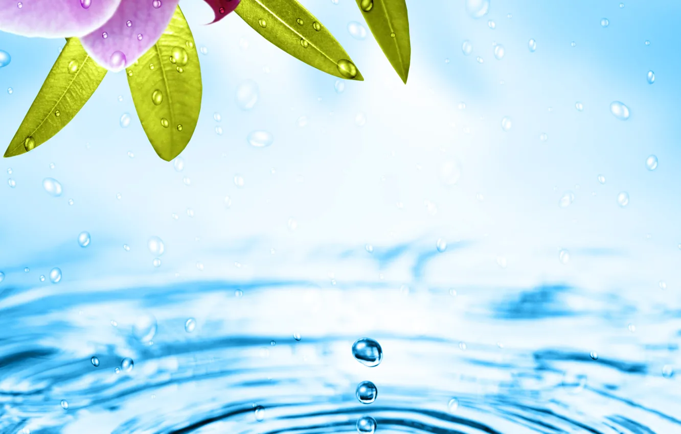 Photo wallpaper water, flowers, Orchid