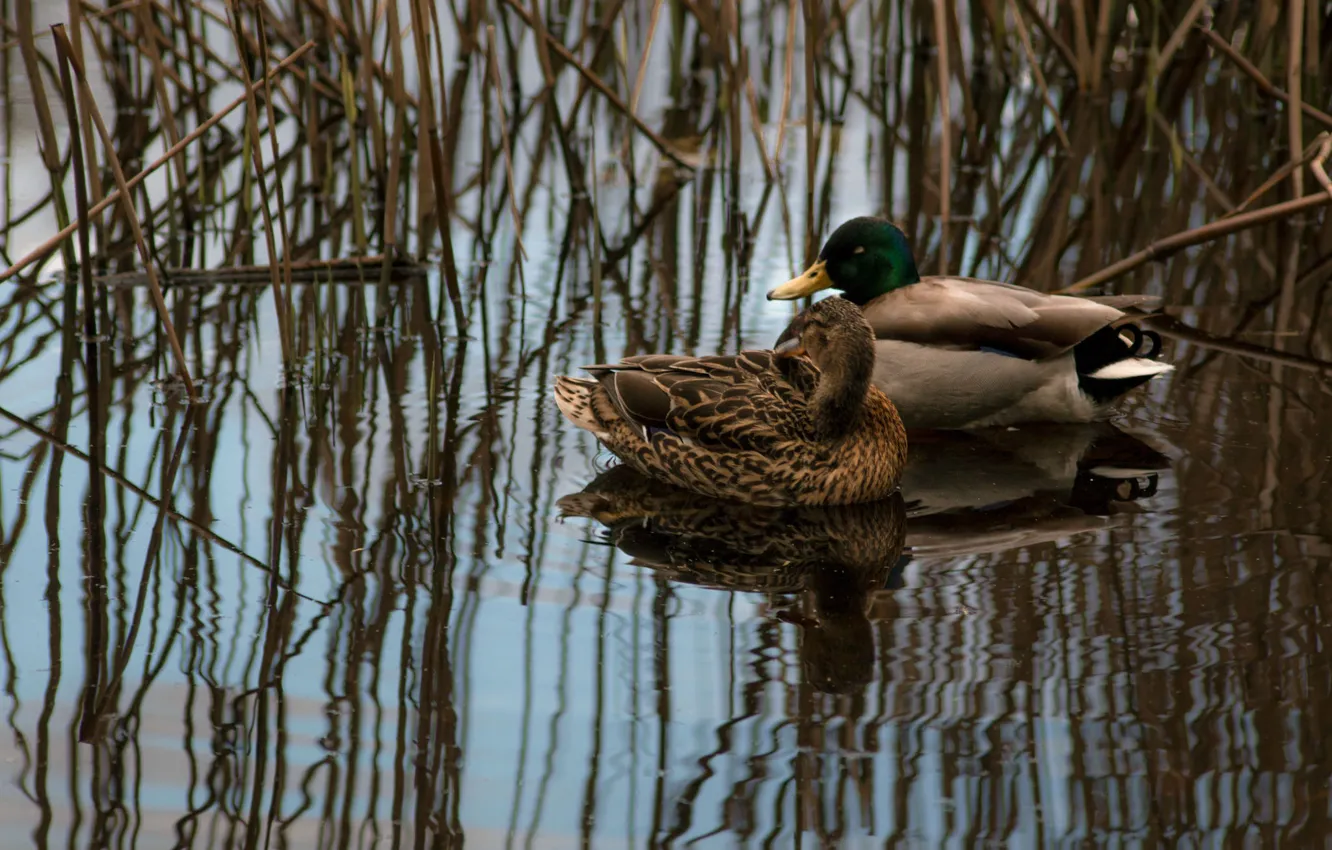 Photo wallpaper grass, water, lake, couple, reflection, wildlife, ducks, vegetation