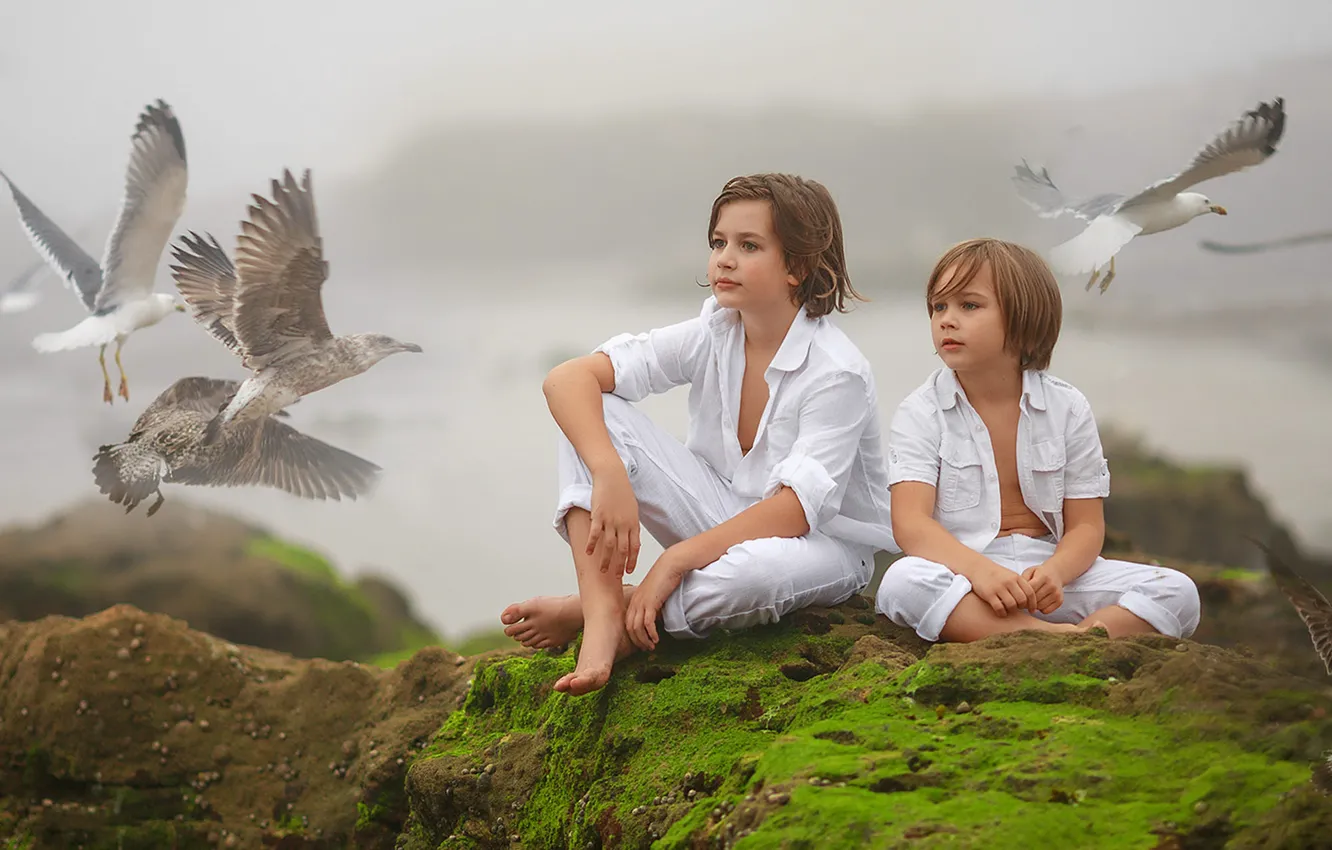 Photo wallpaper nature, children, fog, stones, bird, seagulls, moss, boy