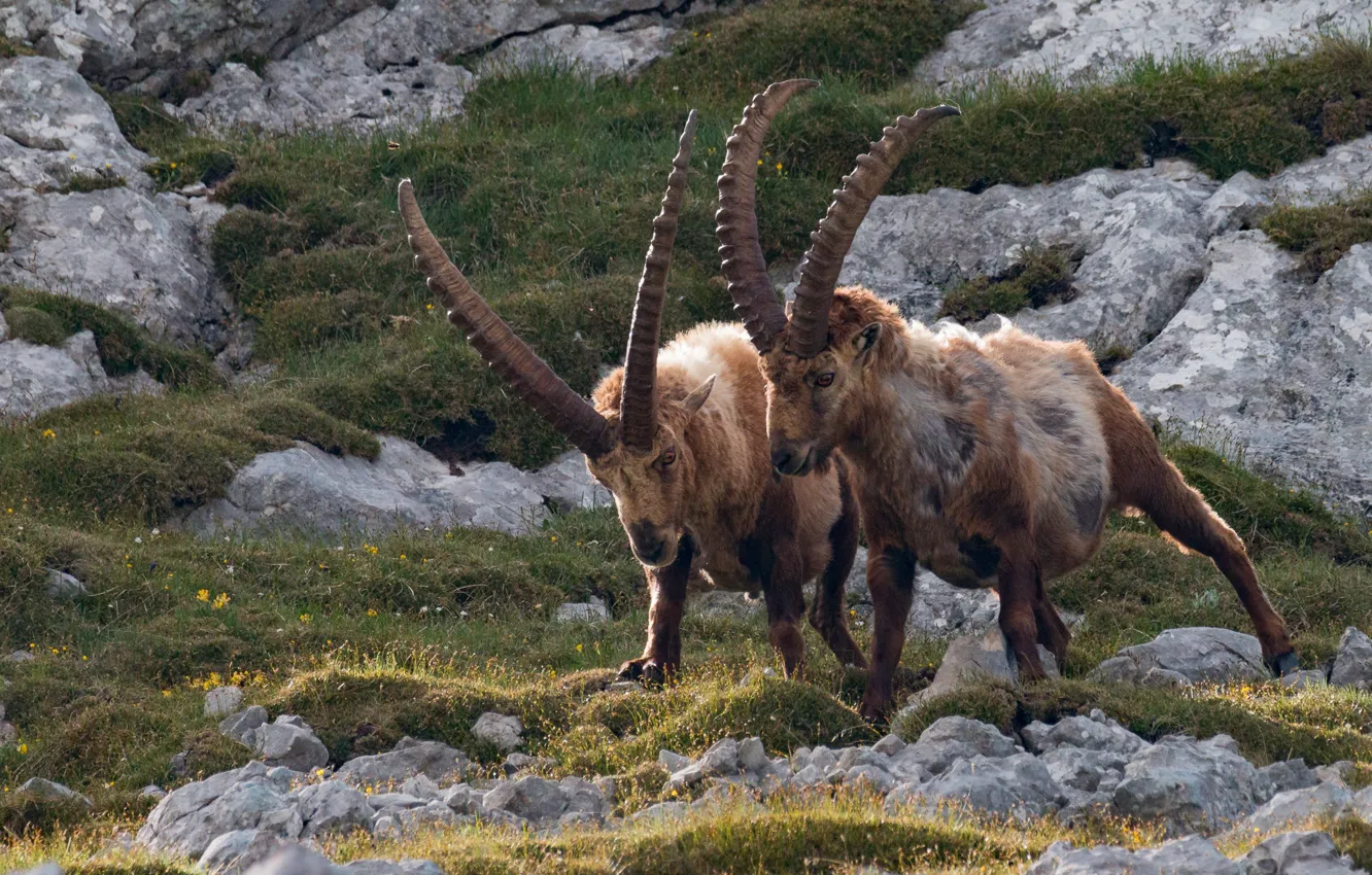 Photo wallpaper nature, two, pair, horns, mountain, goat