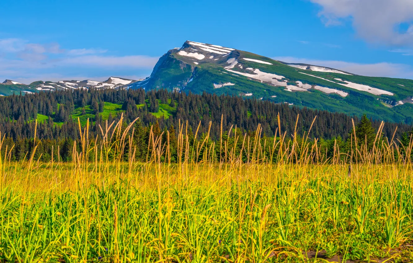 Photo wallpaper grass, landscape, mountains, nature, USA, Lake Clark National Park