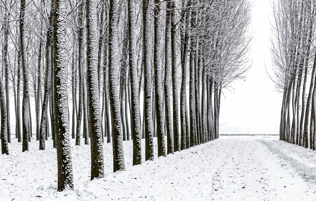 Photo wallpaper forest, snow, trees