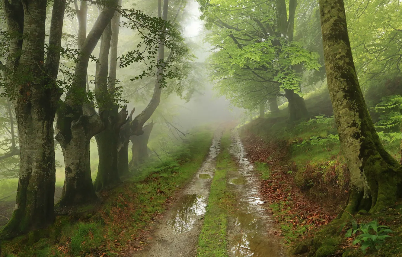 Photo wallpaper road, forest, trees, branches, nature, fog, foliage, puddle
