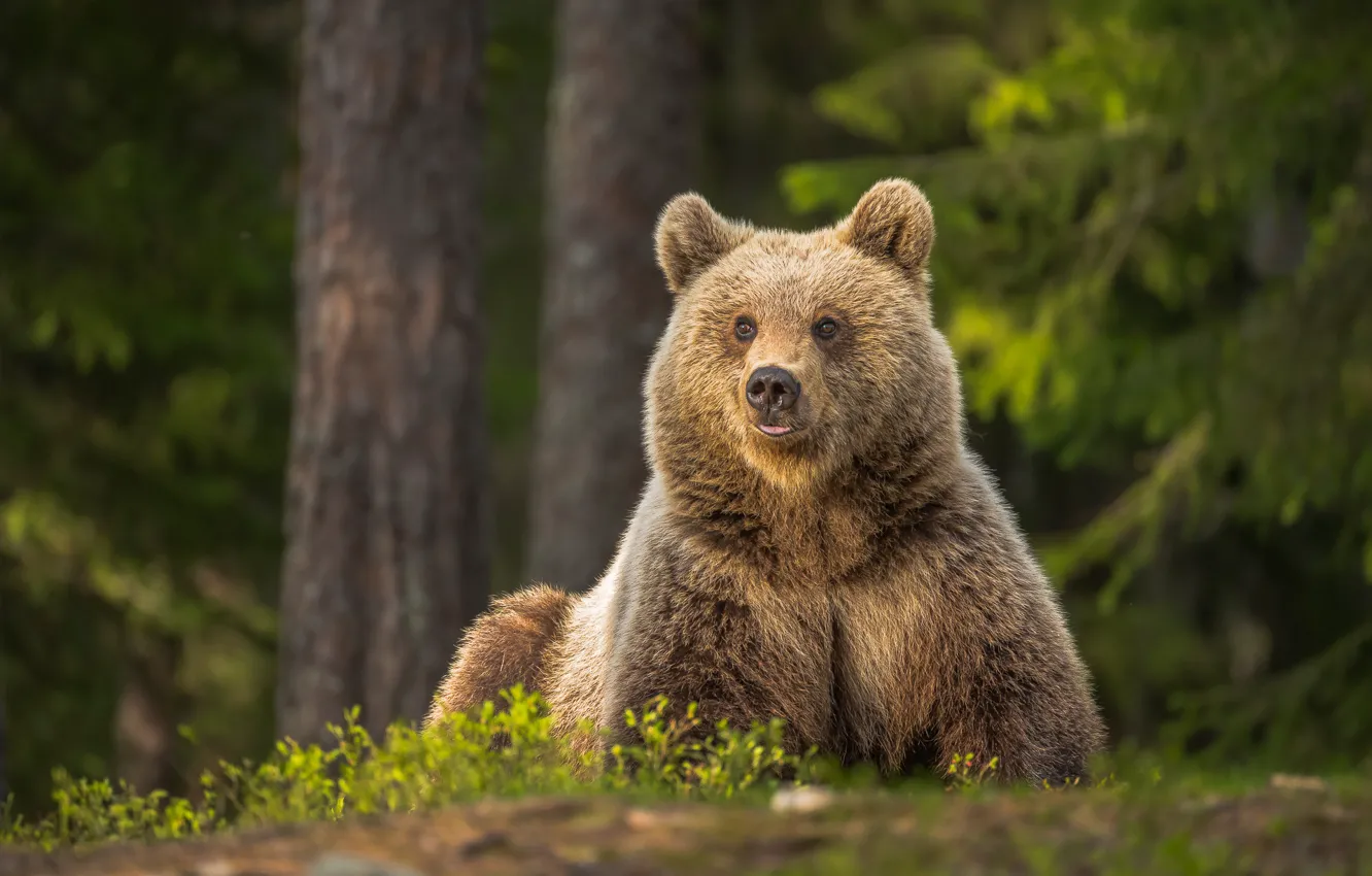 Photo wallpaper forest, bear, bear