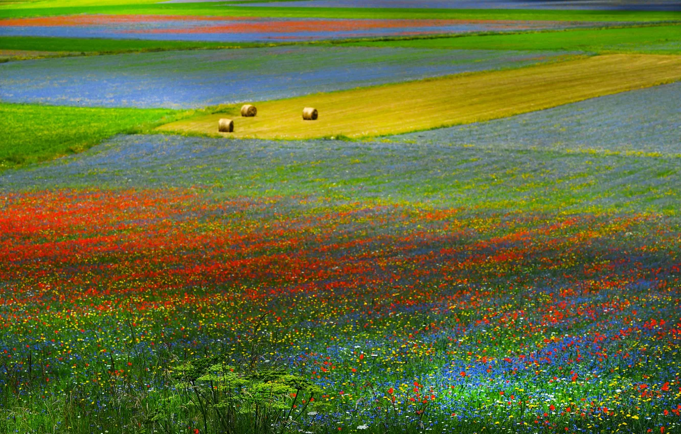 Photo wallpaper field, grass, flowers, hills, meadow, hay
