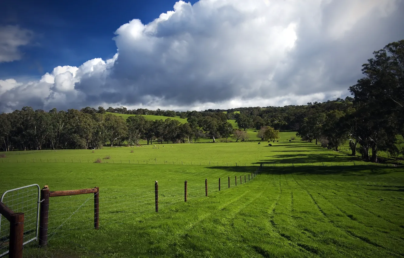 Photo wallpaper field, the sky, grass, clouds, trees, pasture