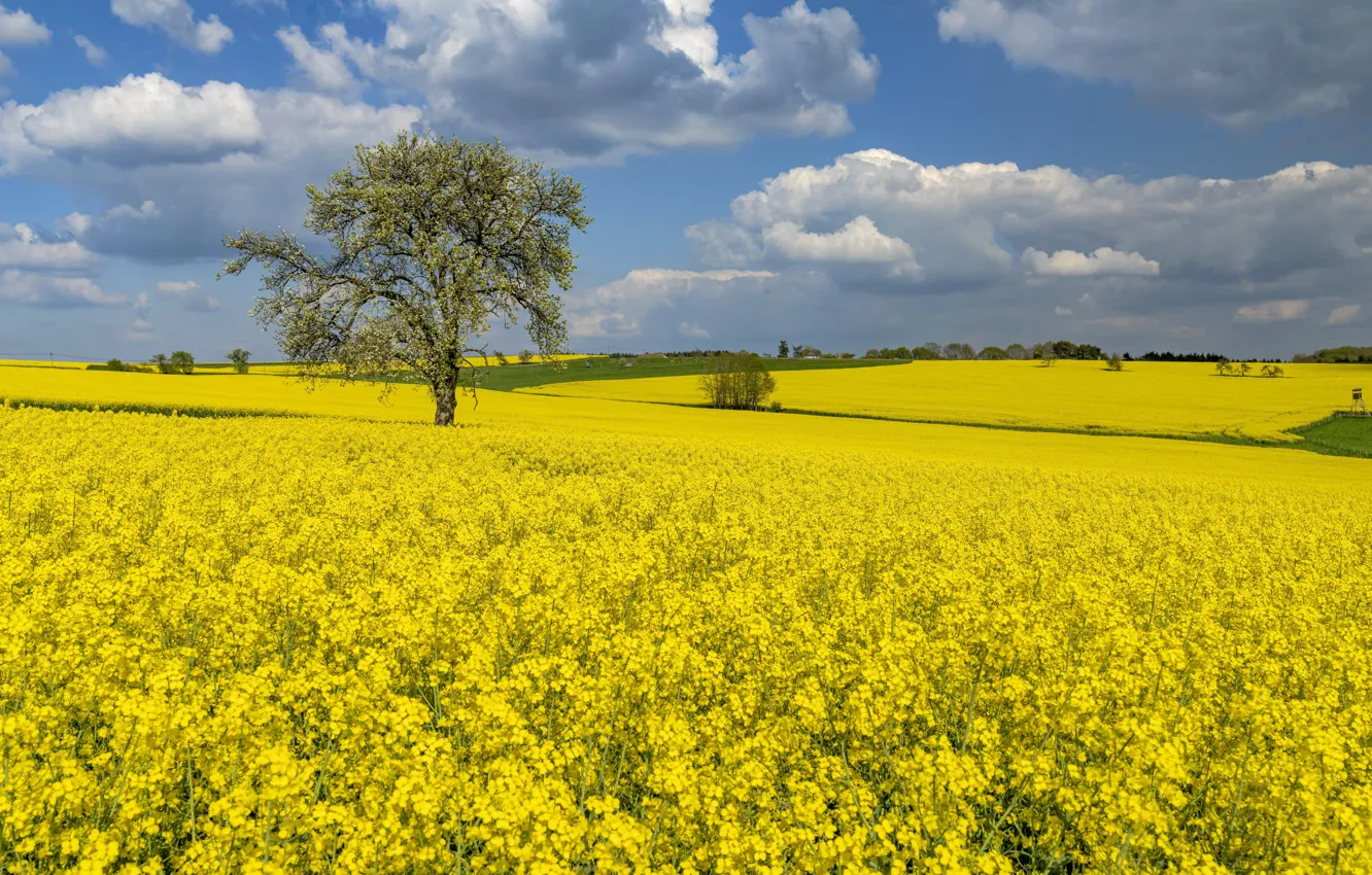 Photo wallpaper trees, rape, rapeseed field