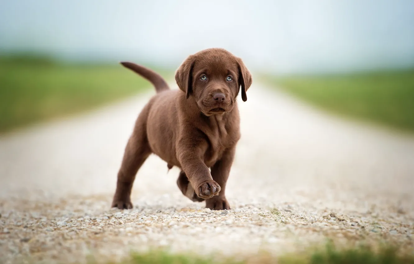 Photo wallpaper road, field, look, pose, dog, baby, cute, puppy