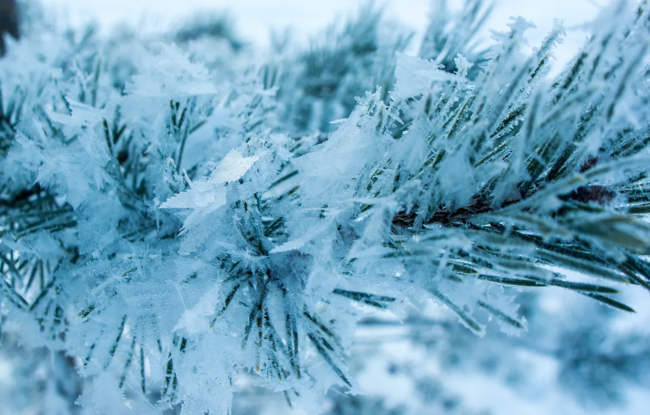 Photo wallpaper winter, frost, pine, January