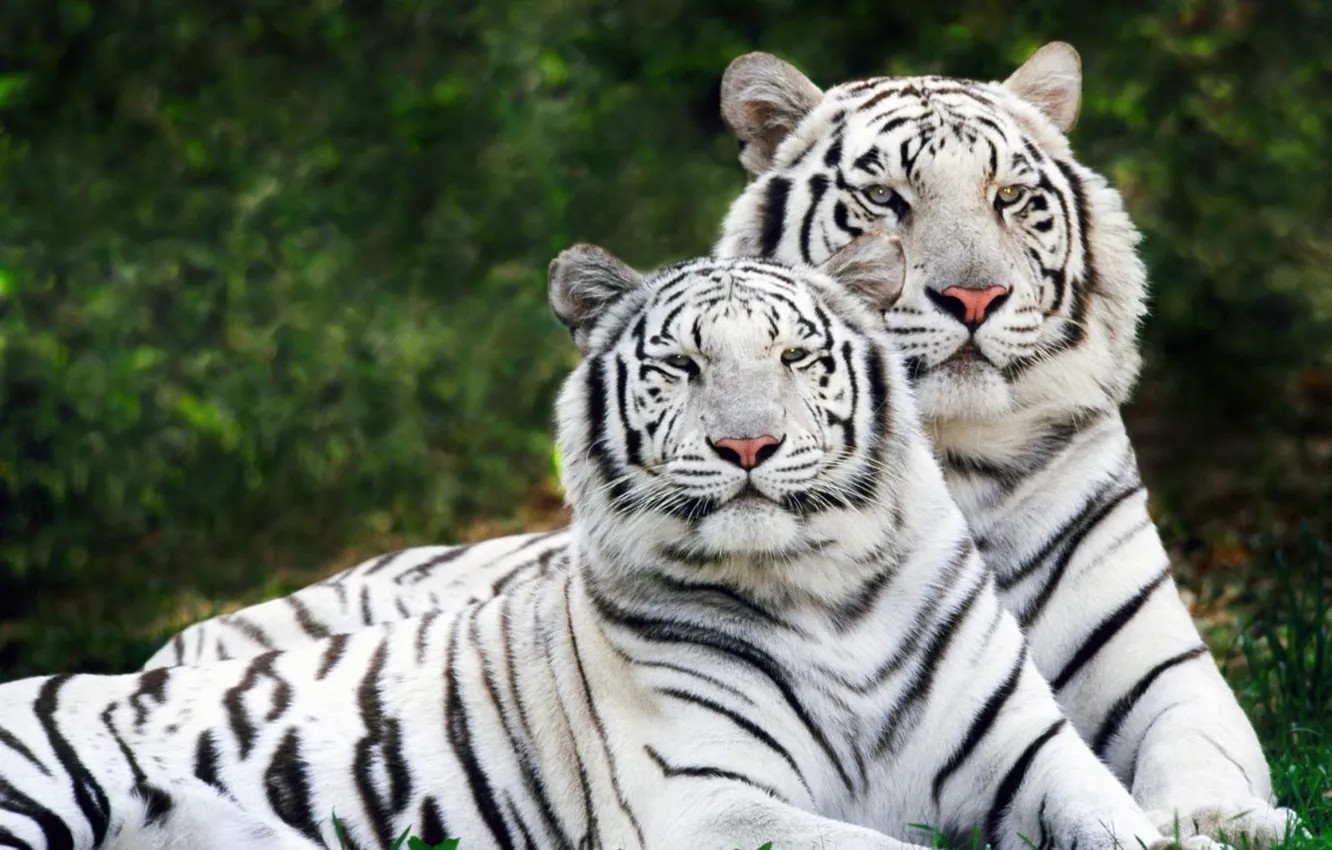 Photo wallpaper tiger, white, tigress, Bengal