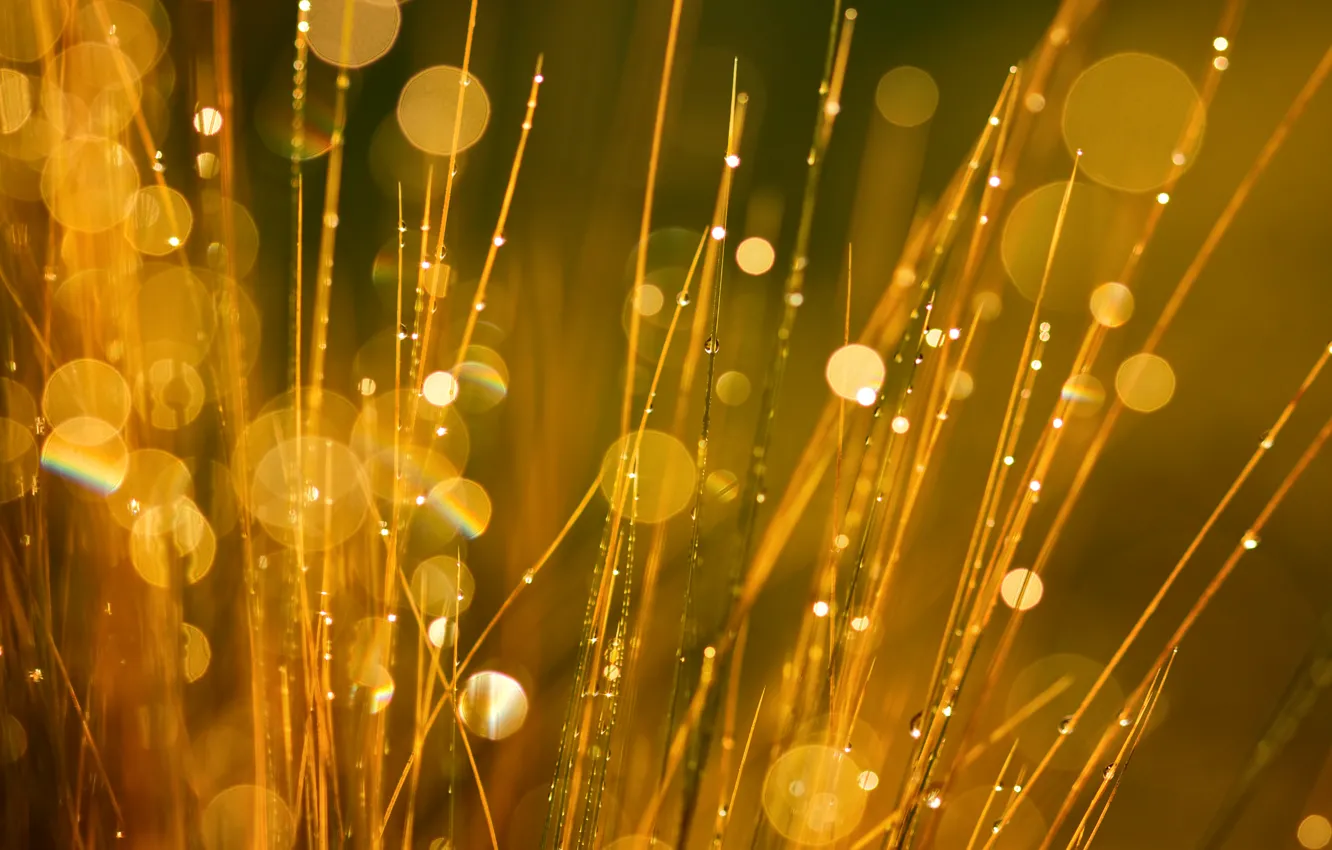 Photo wallpaper grass, drops, nature, Rosa, glare, bokeh