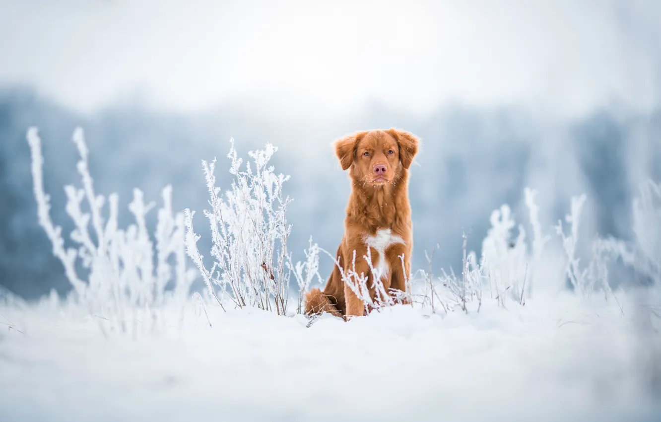 Photo wallpaper winter, frost, field, look, snow, nature, stems, dog