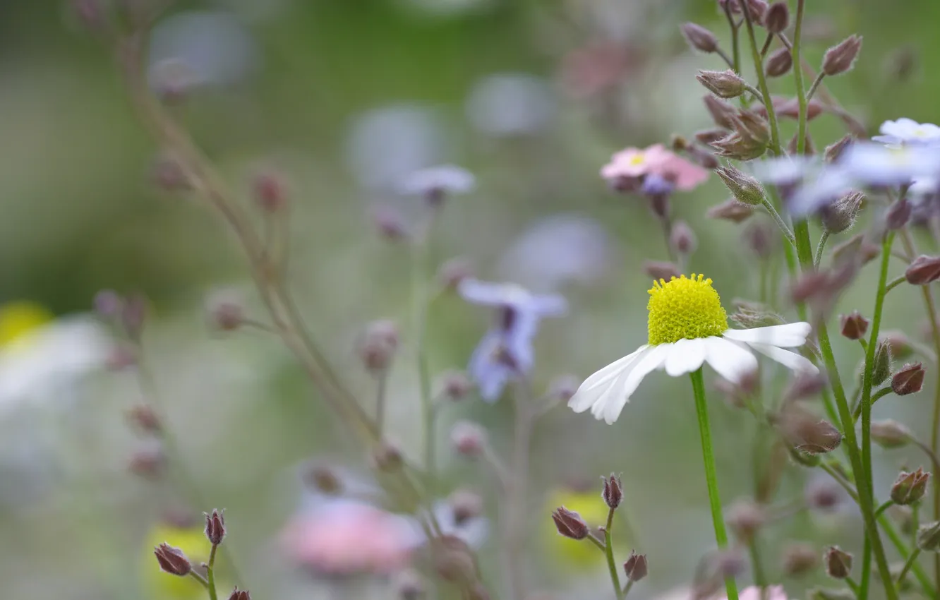 Photo wallpaper flowers, chamomile, meadow
