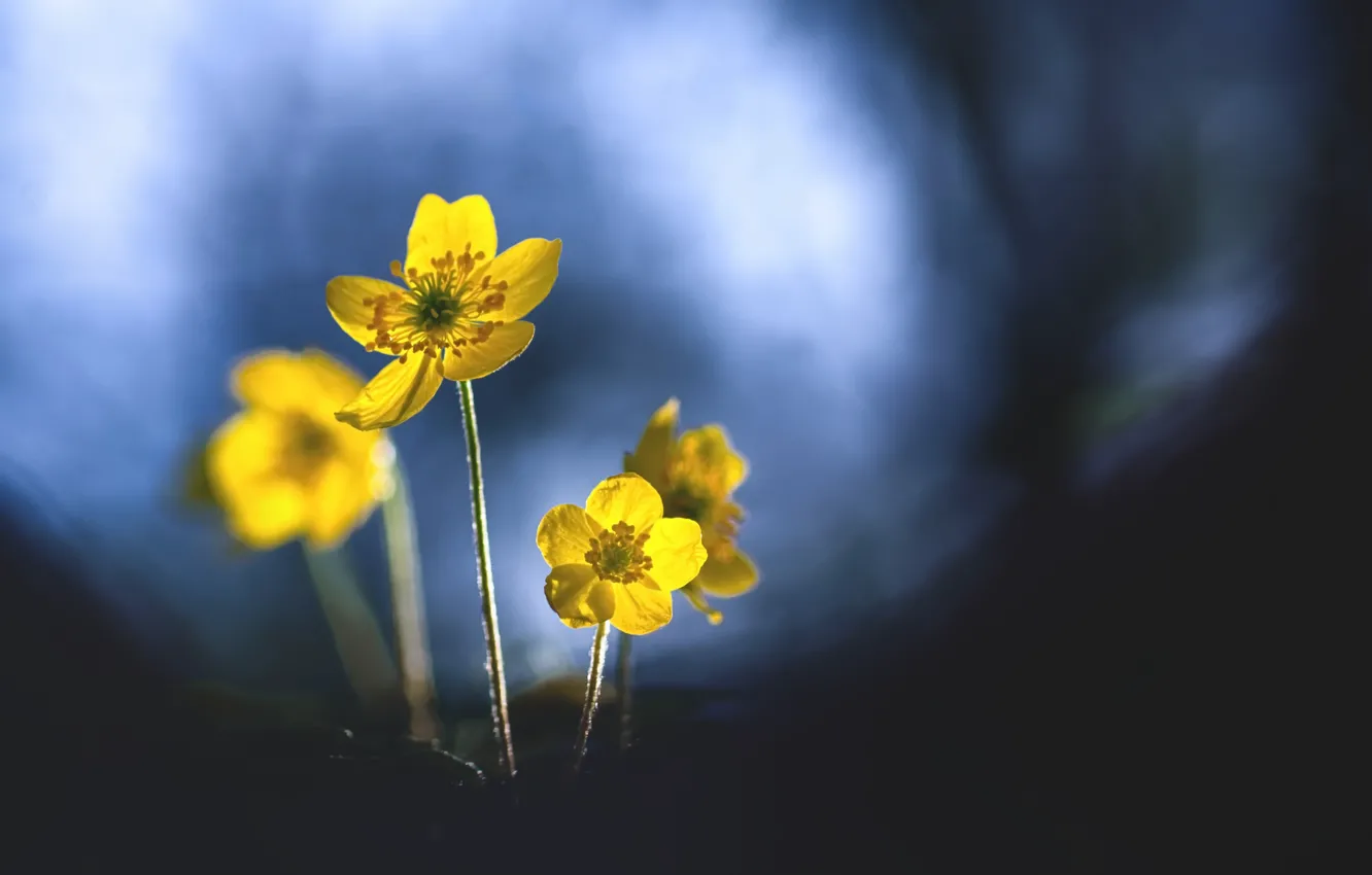 Photo wallpaper flowers, nature, spring