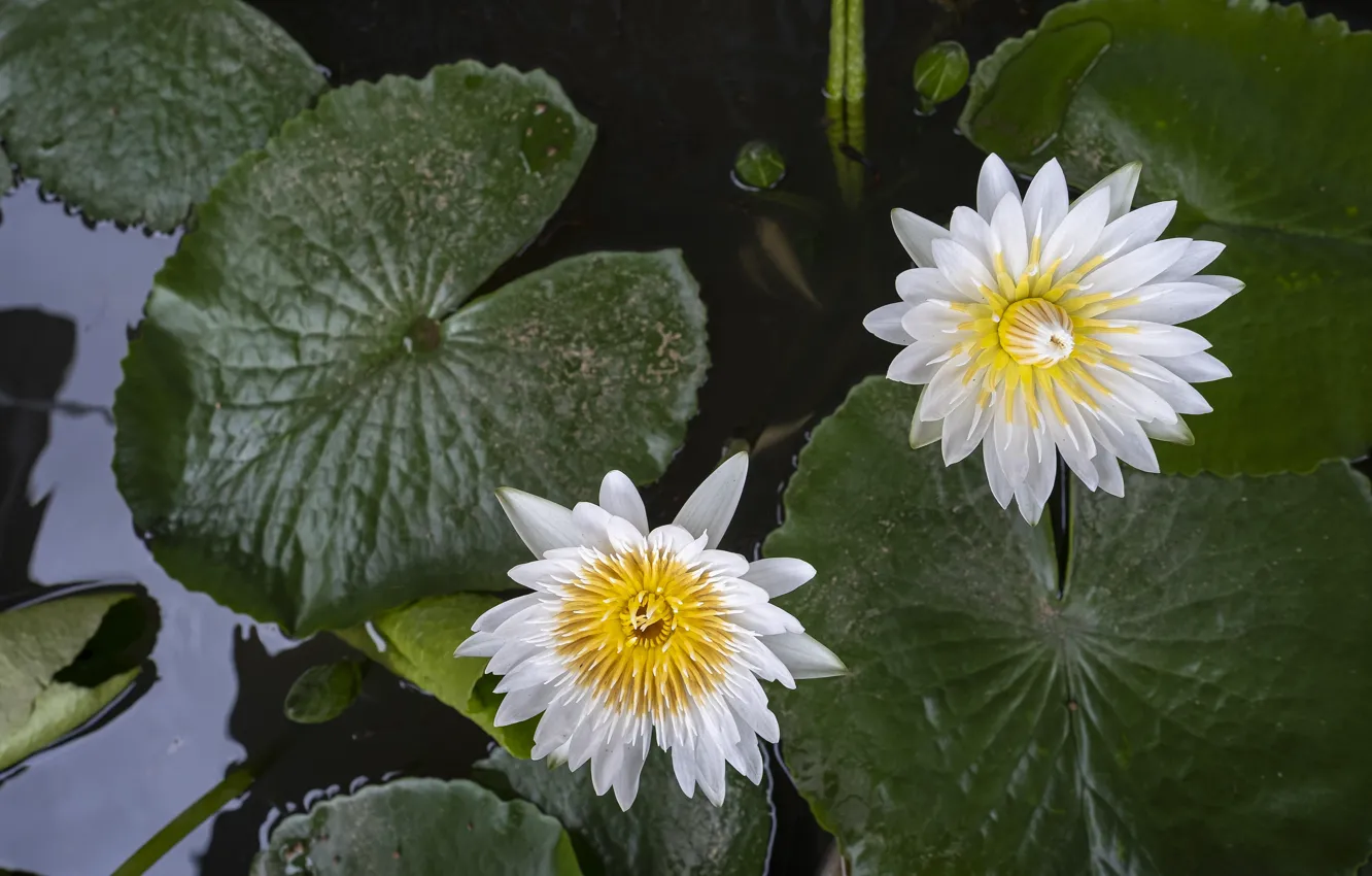Photo wallpaper leaves, flowers, water lilies