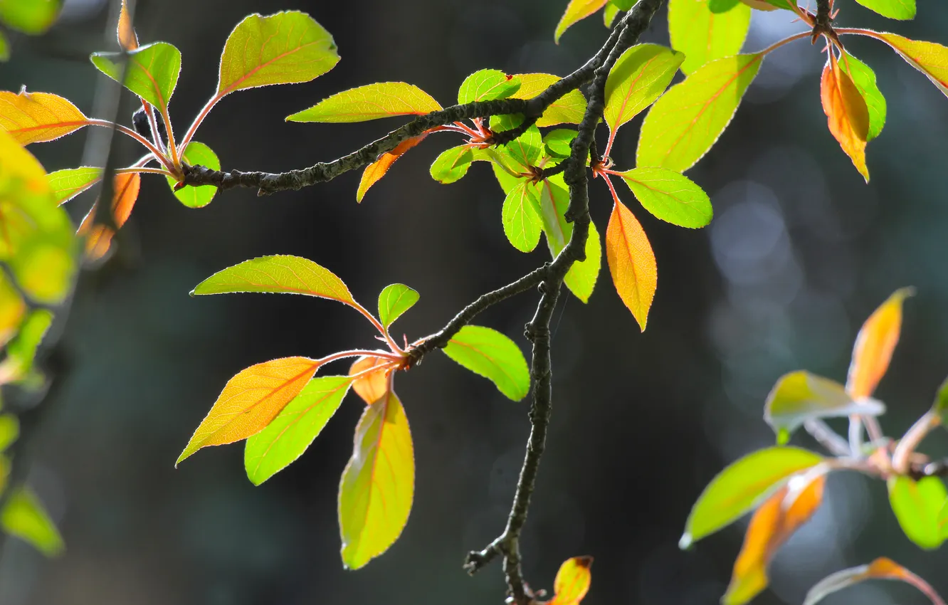 Photo wallpaper spring, leaf, twig