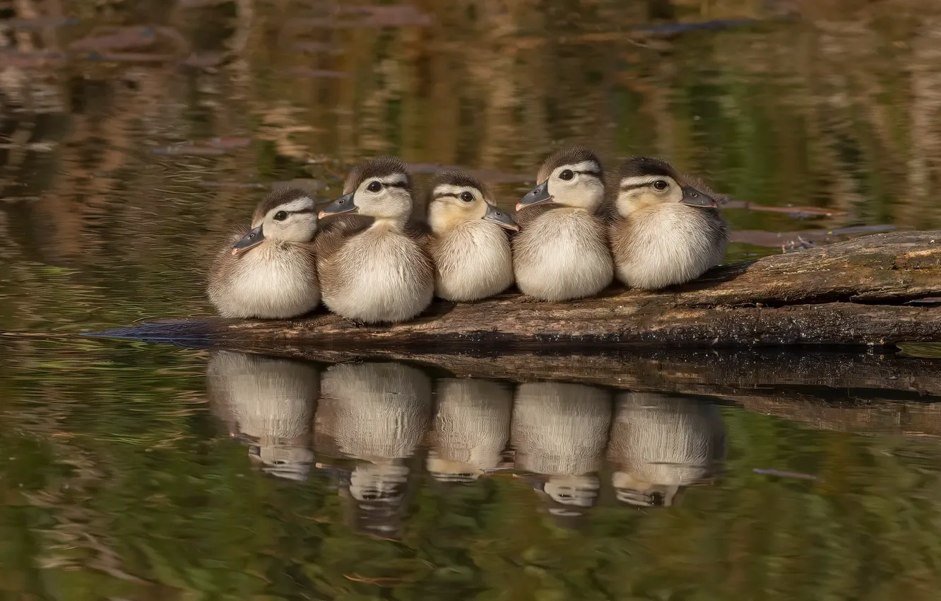 Photo wallpaper nature, bird, duck