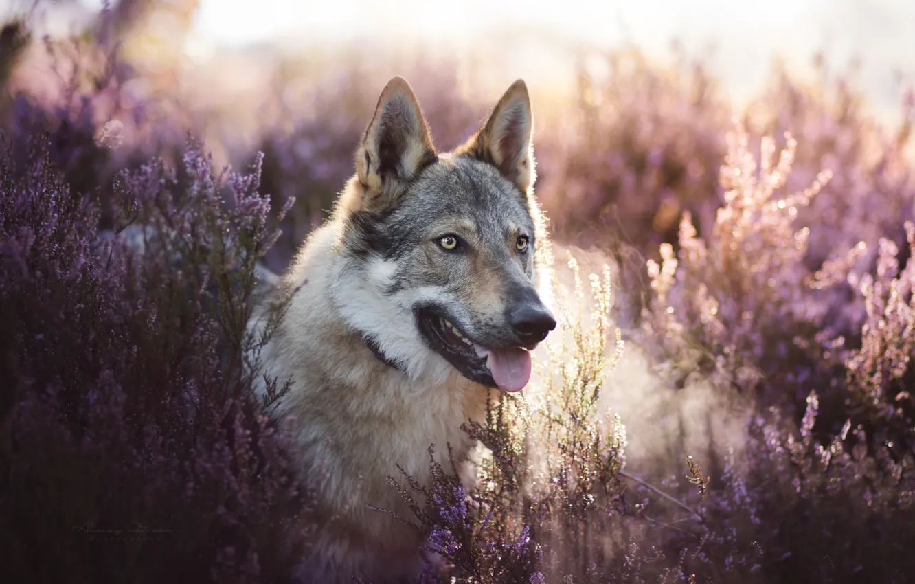 Photo wallpaper look, face, Heather, a hybrid of dog and wolf, Volkosob