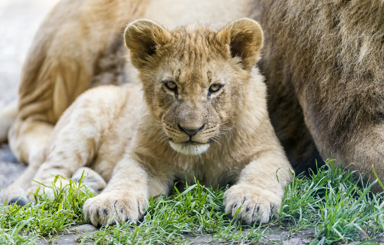 Photo wallpaper grass, look, cub, kitty, lion, ©Tambako The Jaguar