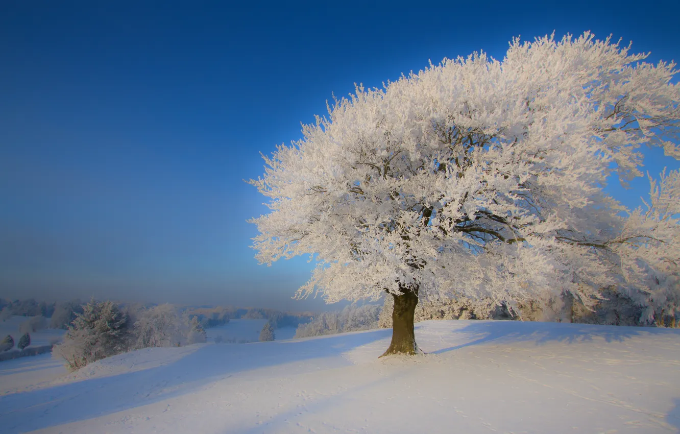 Photo wallpaper winter, frost, snow, trees, nature