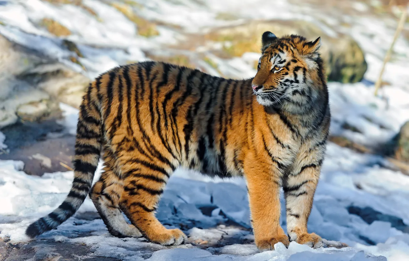 Photo wallpaper light, tiger, glare, shadow, is, looks, young