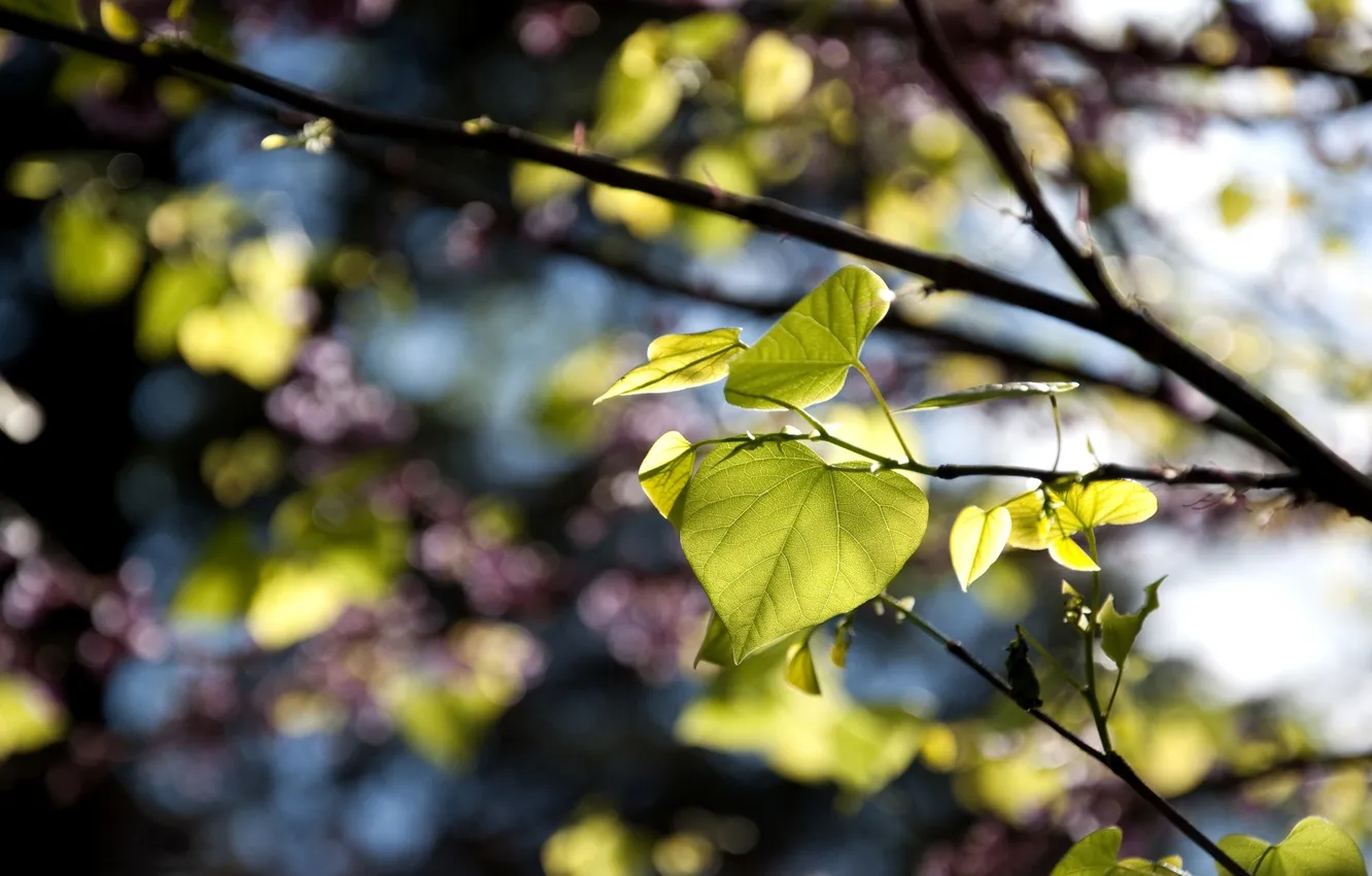 Photo wallpaper leaves, branches, nature, focus, sharpness