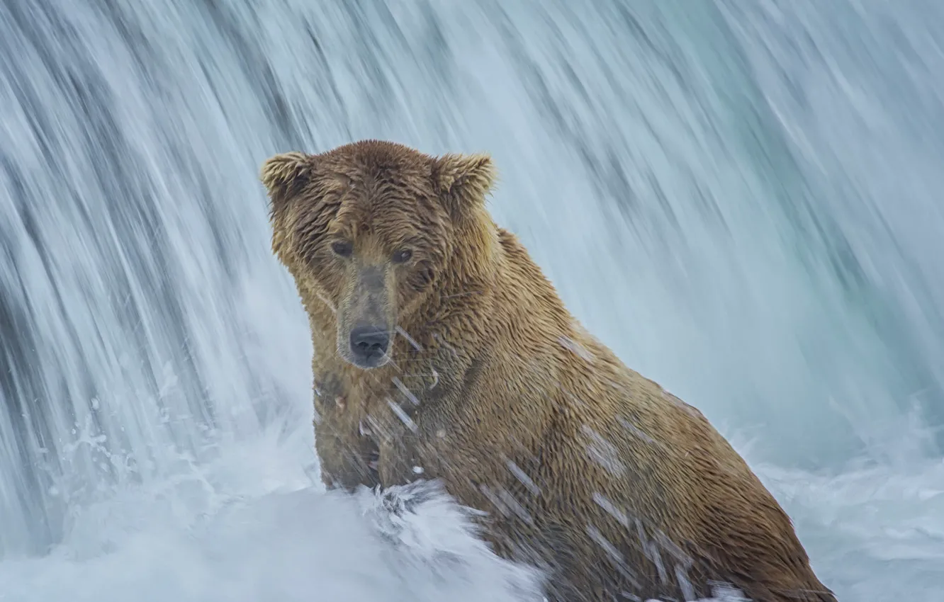 Photo wallpaper waterfall, bear, Alaska, bathing, Alaska, Katmai National Park, The Katmai national Park, Brooks Falls