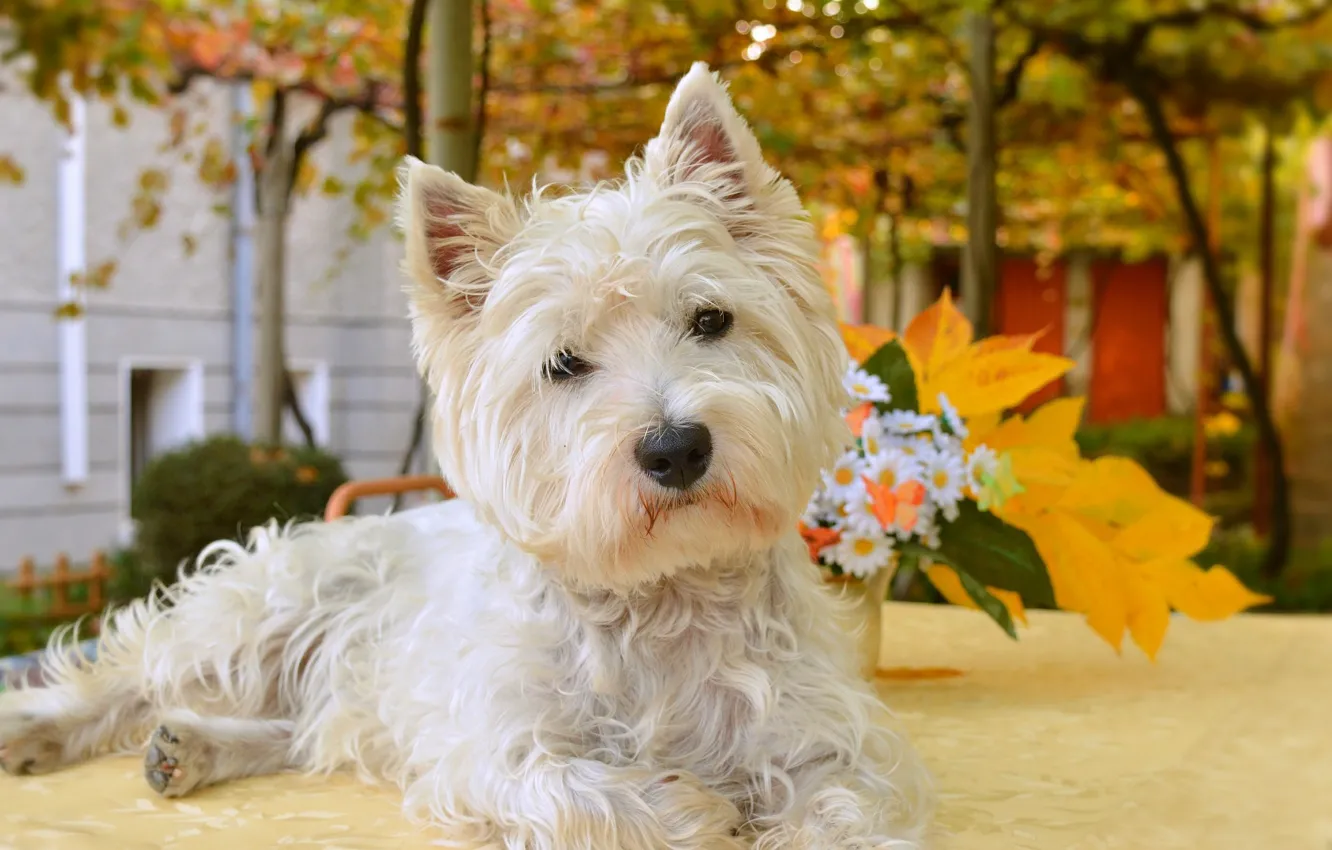 Photo wallpaper dog, dog, The West highland white Terrier