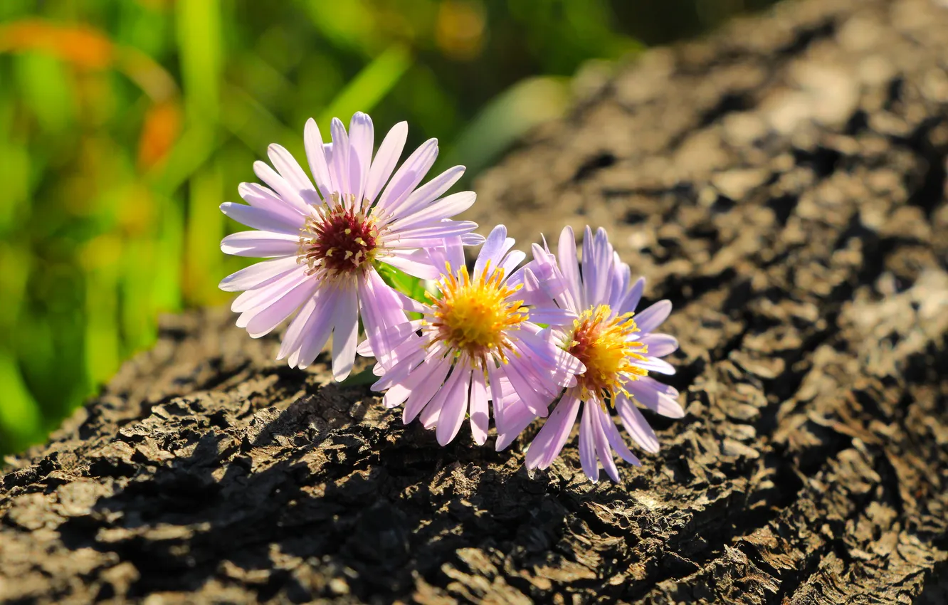Photo wallpaper flower, trunk, Asters