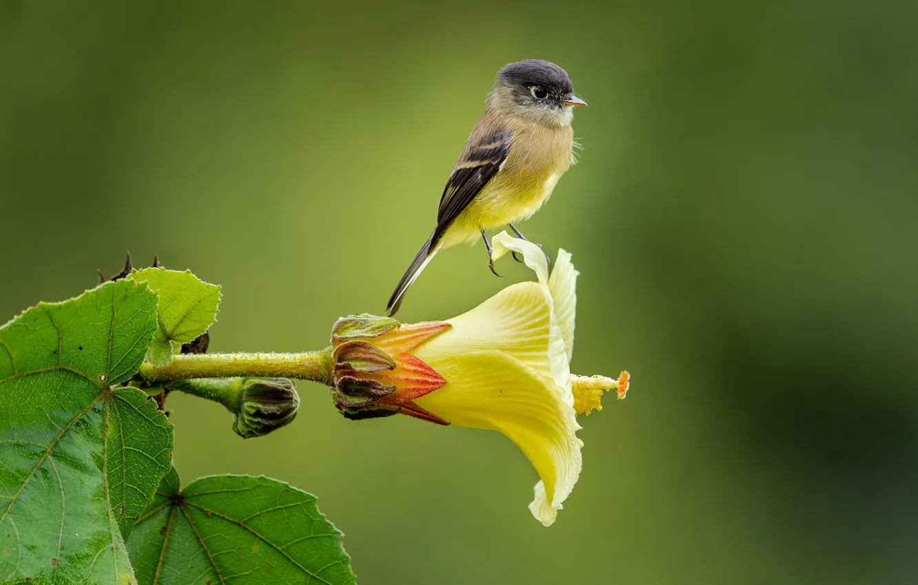 Photo wallpaper flowers, background, bird