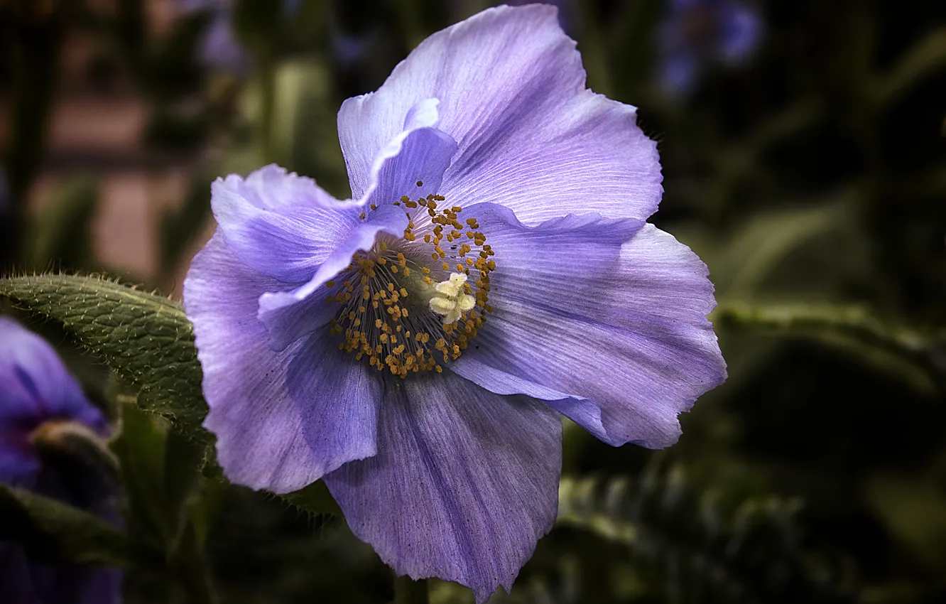 Photo wallpaper flower, blue, Mac, Himalayan