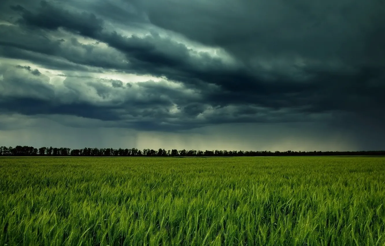 Photo wallpaper field, storm clouds, meadow grass