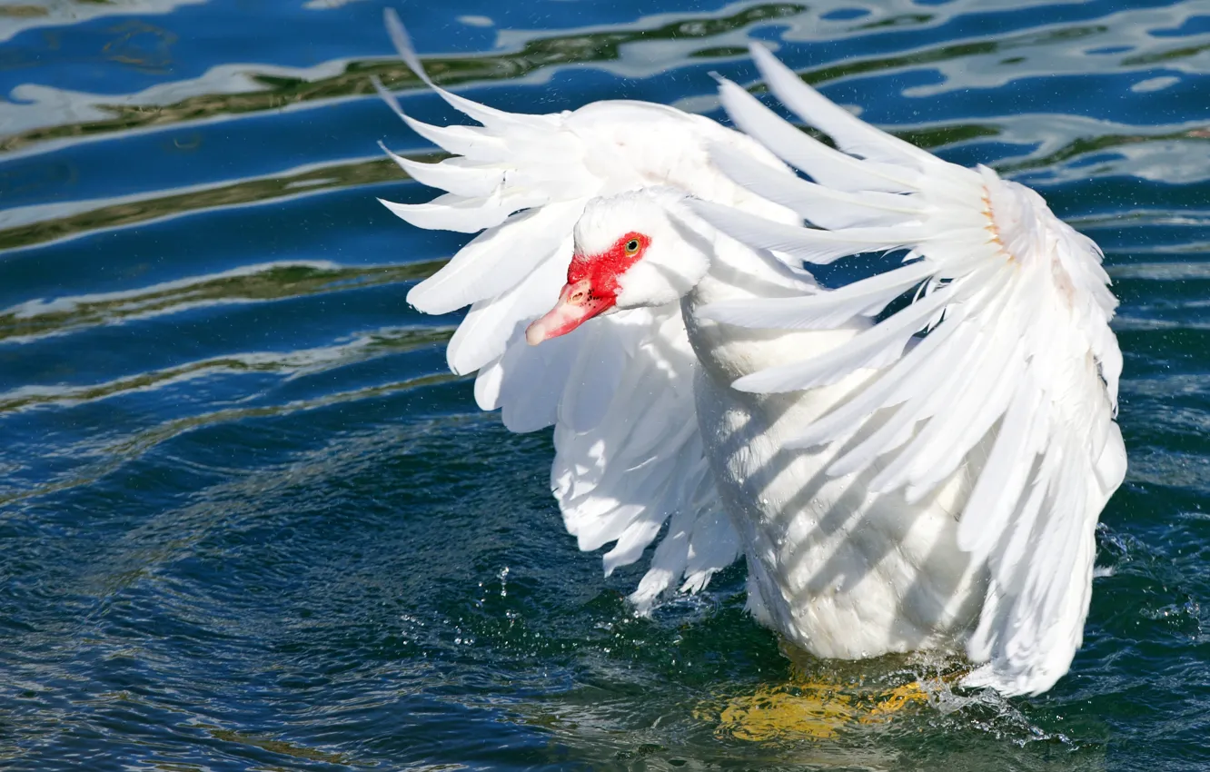 Photo wallpaper white, water, light, bird, feathers, pond, geese, circles on the water