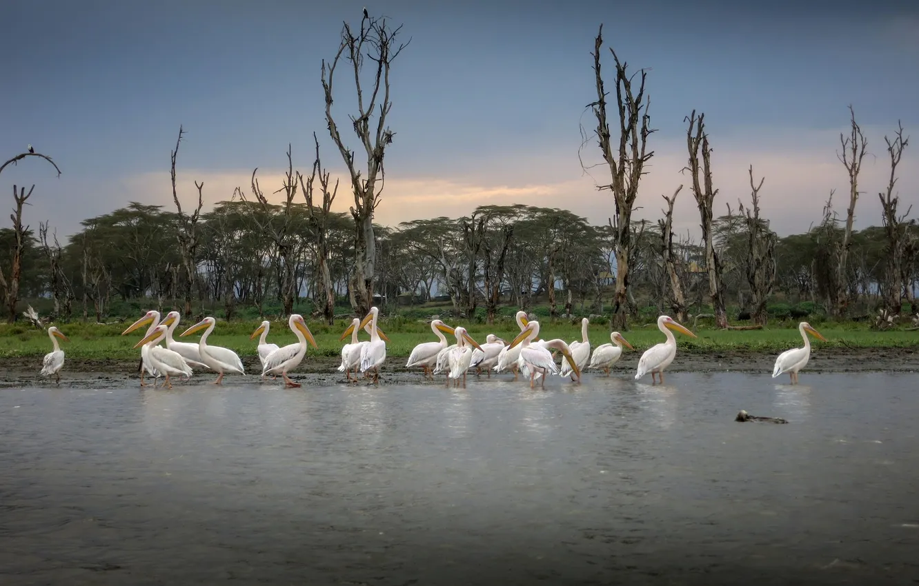 Photo wallpaper Kenya, Pelican, Nadezhda Demkina, Lake Naivasha