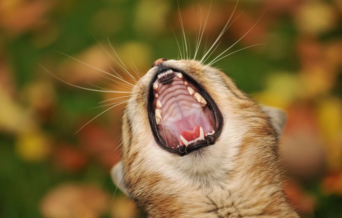 Photo wallpaper cat, cat, mustache, head, blur, mouth