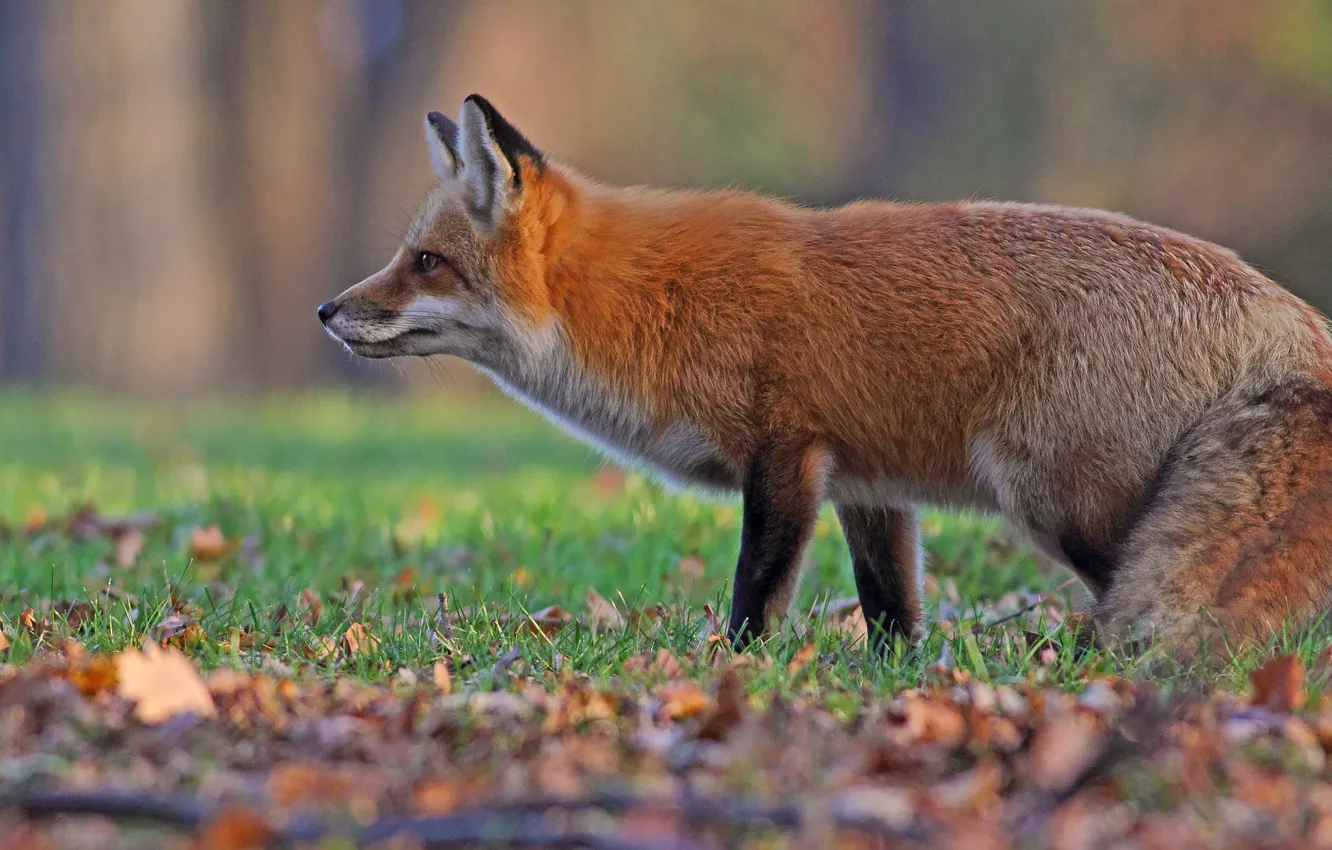 Photo wallpaper autumn, grass, look, face, leaves, pose, background, glade