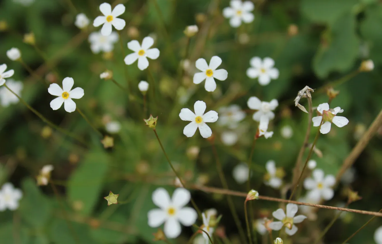 Photo wallpaper small, white, stars