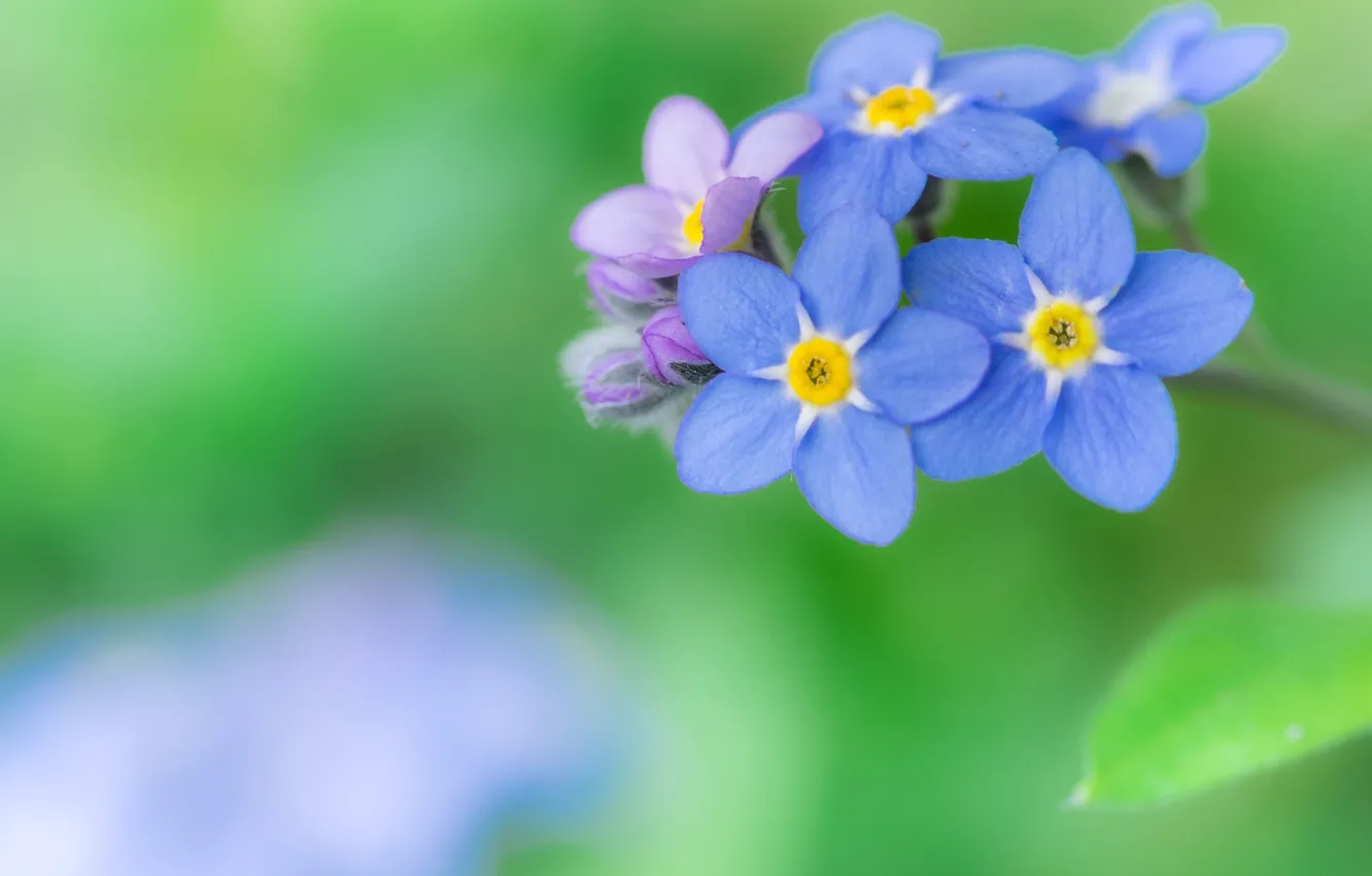 Photo wallpaper macro, blue, forget-me-not