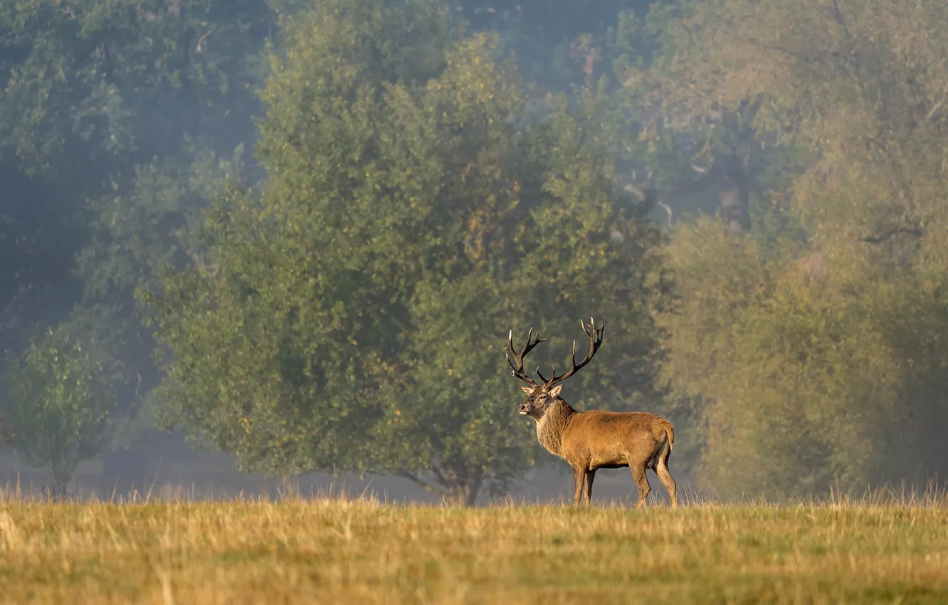 Photo wallpaper field, forest, grass, light, trees, nature, Park, deer