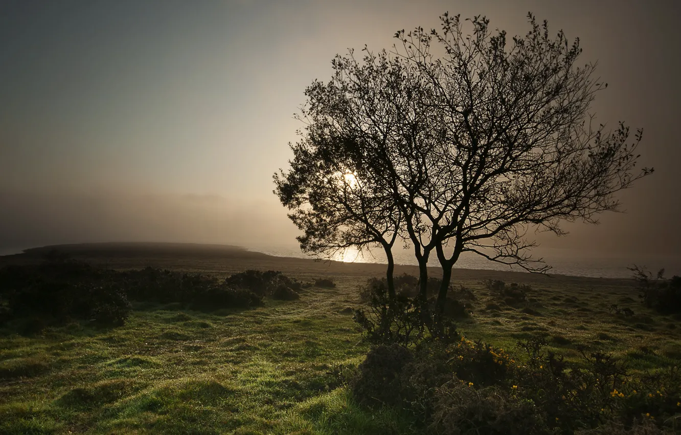 Photo wallpaper beach, trees, fog, lake, morning