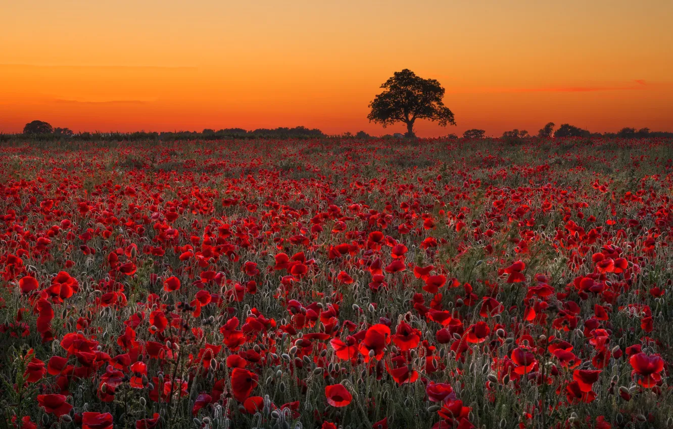 Photo wallpaper field, trees, flowers, Maki, poppy field