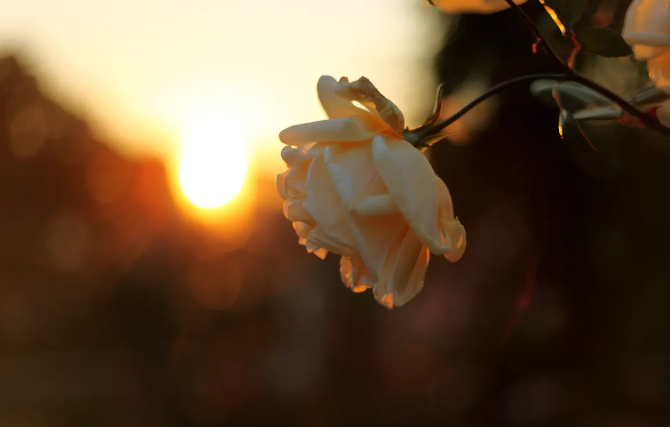 Photo wallpaper the sky, the sun, rays, light, sunset, branches, nature, roses