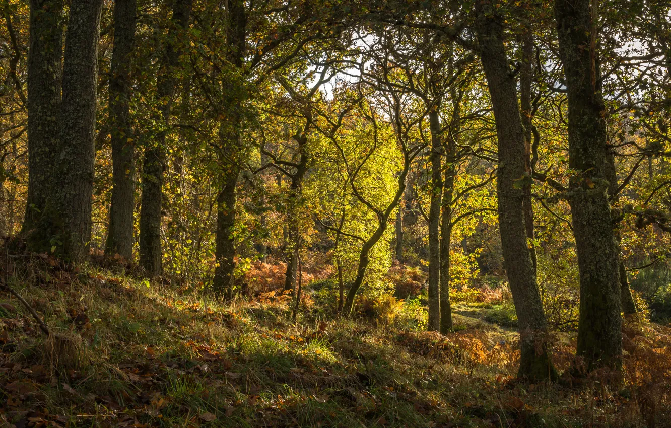 Photo wallpaper forest, grass, trees, Scotland, Pitlochry
