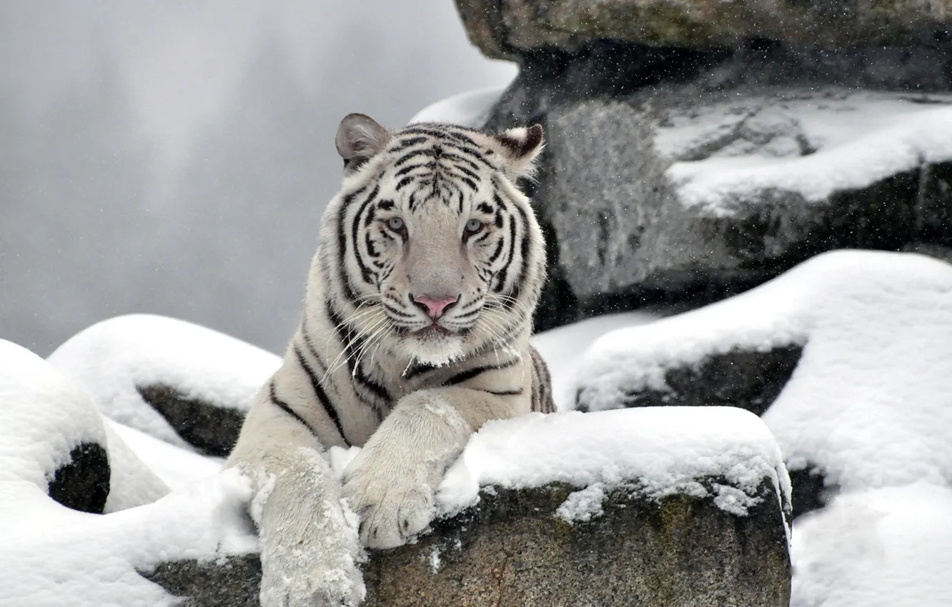 Photo wallpaper white, face, snow, tiger, stones, predator, waite tiger