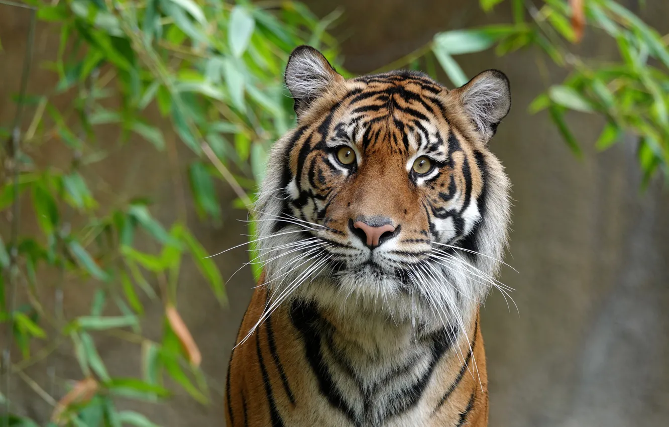 Photo wallpaper look, face, tiger, wild cat