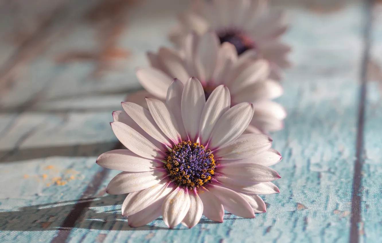 Photo wallpaper light, flowers, Board, shadow, pink, white, trio, bokeh